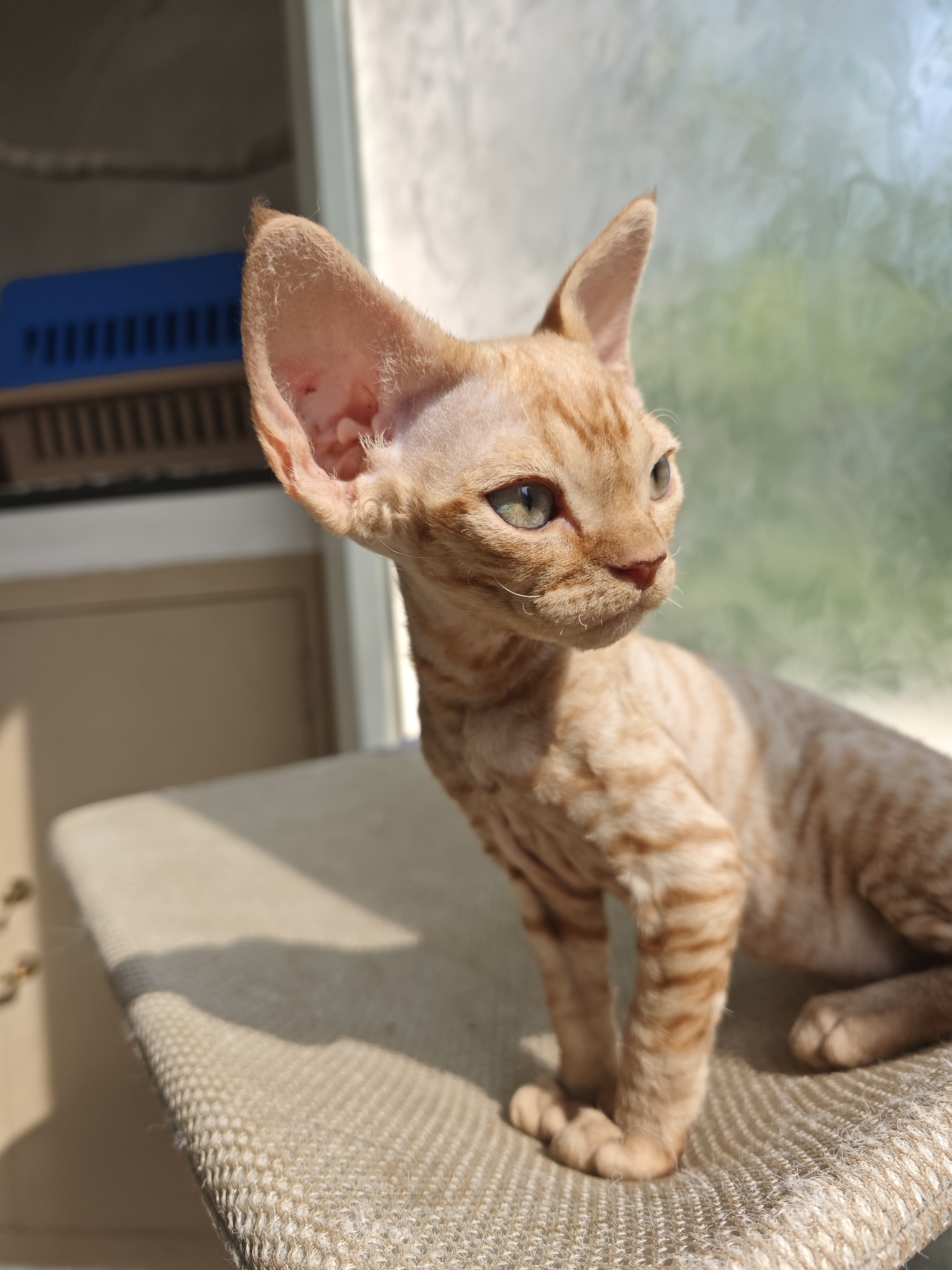 德文卷毛猫